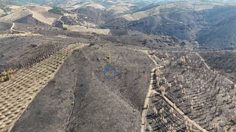 Terreno Rústico  Venda em Eucisia, Gouveia e Valverde,Alfândega da Fé