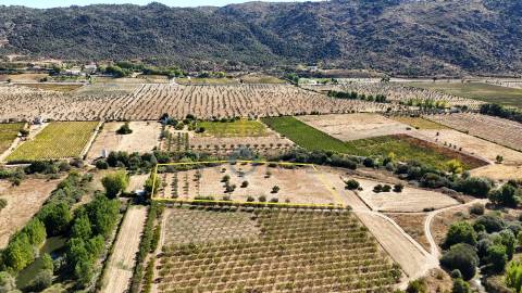 Terreno Rústico  Venda em Horta da Vilariça,Torre de Moncorvo