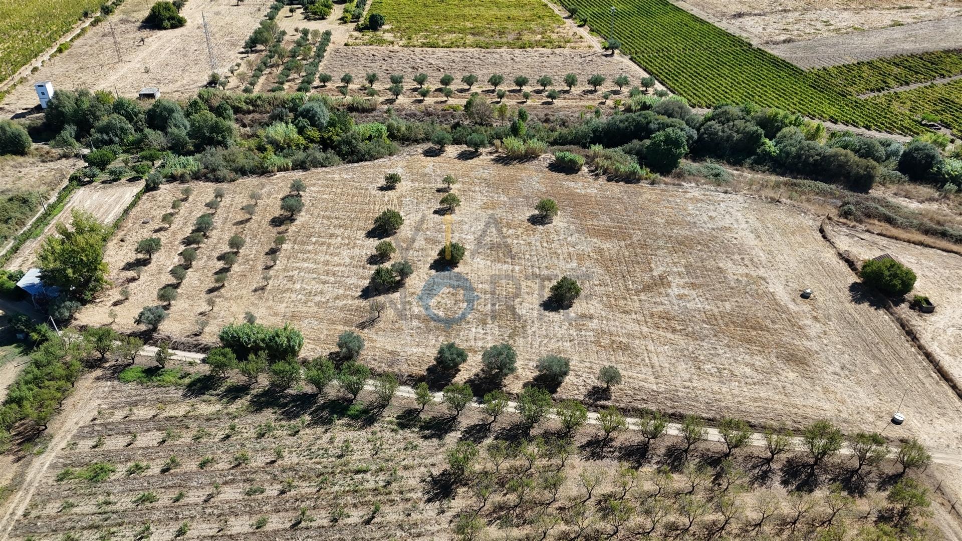 Terreno Rústico  Venda em Horta da Vilariça,Torre de Moncorvo