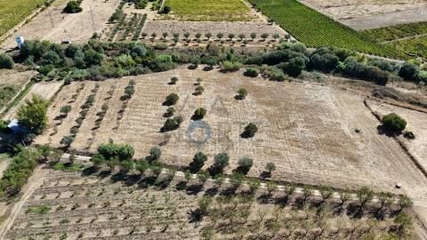 Terreno Rústico  Venda em Horta da Vilariça,Torre de Moncorvo