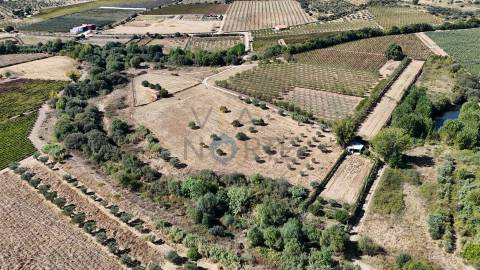 Terreno Rústico  Venda em Horta da Vilariça,Torre de Moncorvo