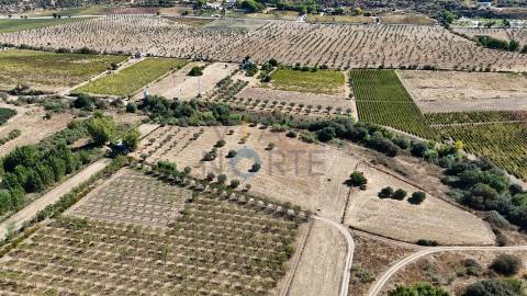 Terreno Rústico  Venda em Horta da Vilariça,Torre de Moncorvo