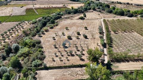 Terreno Rústico  Venda em Horta da Vilariça,Torre de Moncorvo