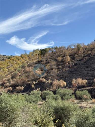 Terreno Rústico  Venda em Vilares de Vilariça,Alfândega da Fé