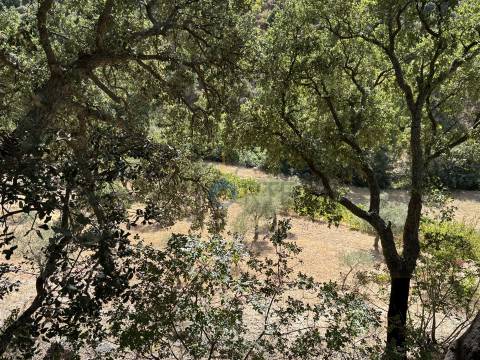 Terreno Rústico  Venda em Vilares de Vilariça,Alfândega da Fé