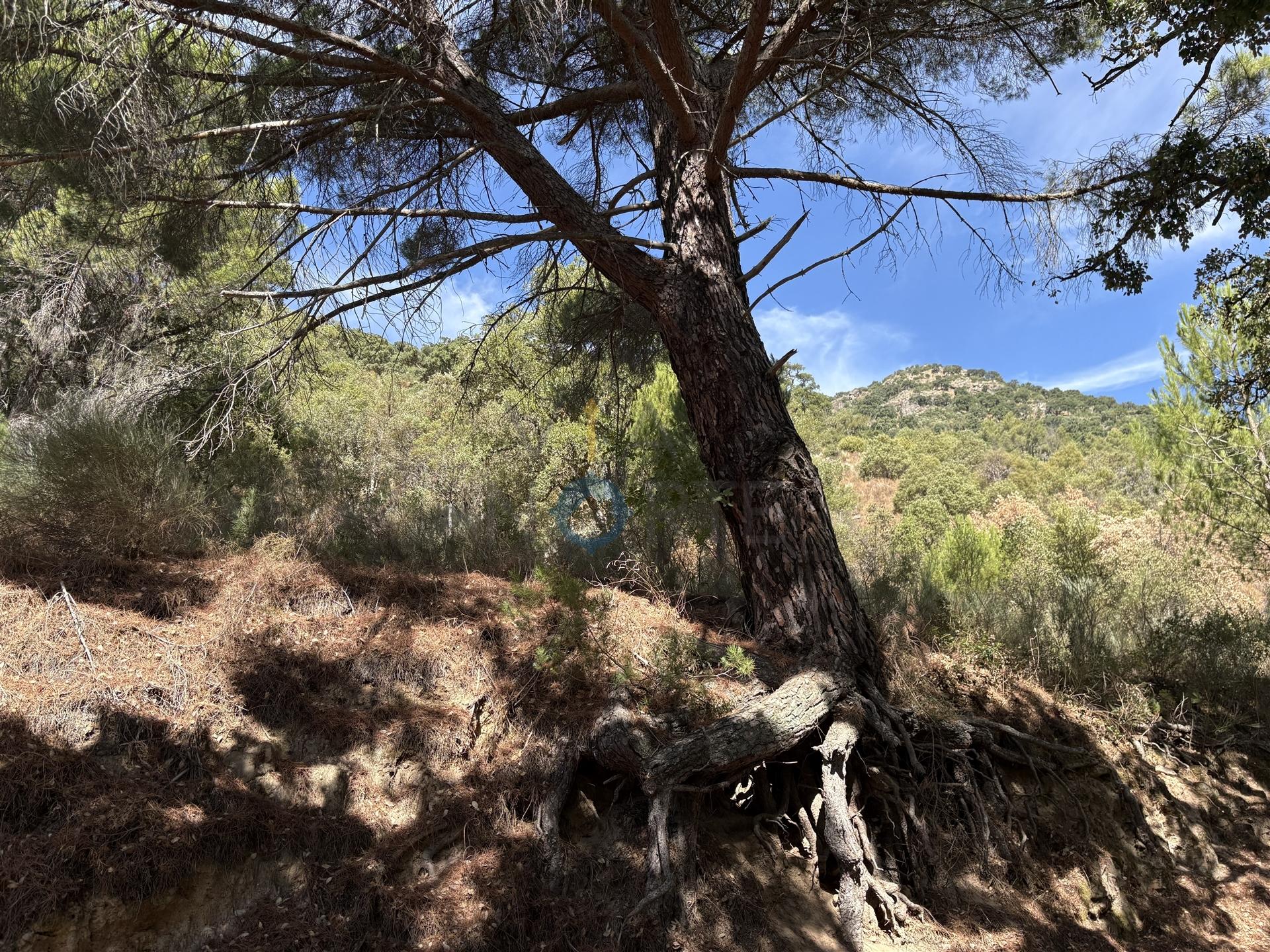 Terreno Rústico  Venda em Vilares de Vilariça,Alfândega da Fé