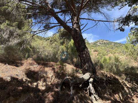 Terreno Rústico  Venda em Vilares de Vilariça,Alfândega da Fé