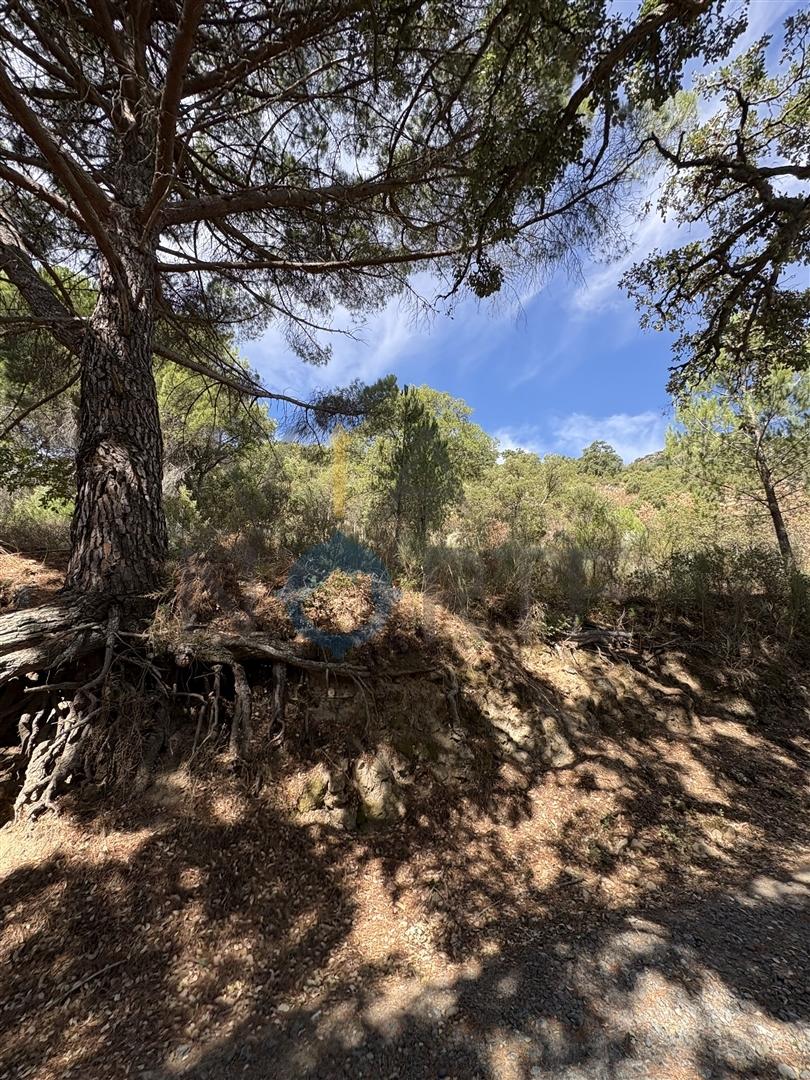 Terreno Rústico  Venda em Vilares de Vilariça,Alfândega da Fé