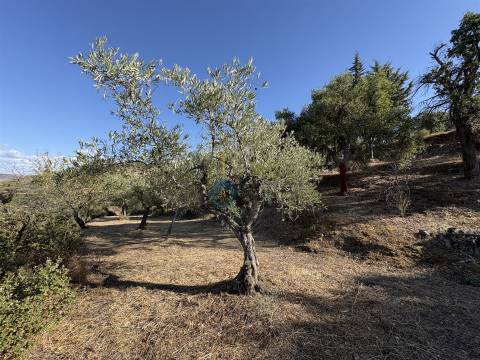 Terreno Rústico  Venda em Ferradosa e Sendim da Serra,Alfândega da Fé