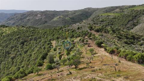 Terreno Rústico  Venda em Adeganha e Cardanha,Torre de Moncorvo