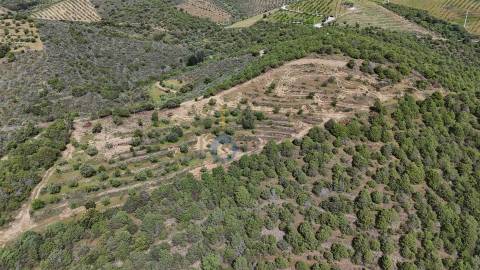 Terreno Rústico  Venda em Adeganha e Cardanha,Torre de Moncorvo