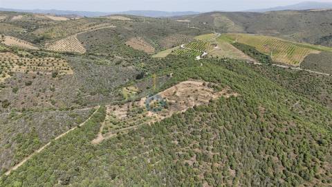Terreno Rústico  Venda em Adeganha e Cardanha,Torre de Moncorvo
