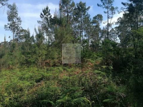 Terreno  Venda em Antas,Esposende