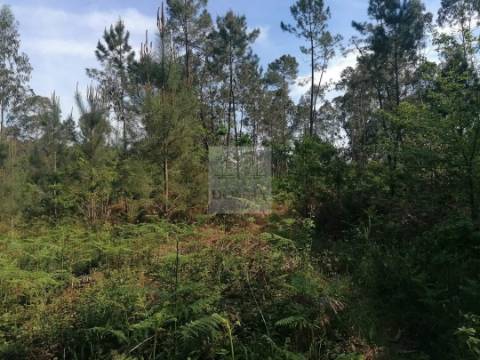 Terreno  Venda em Antas,Esposende