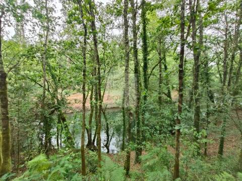 Terreno  Venda em Antas,Esposende