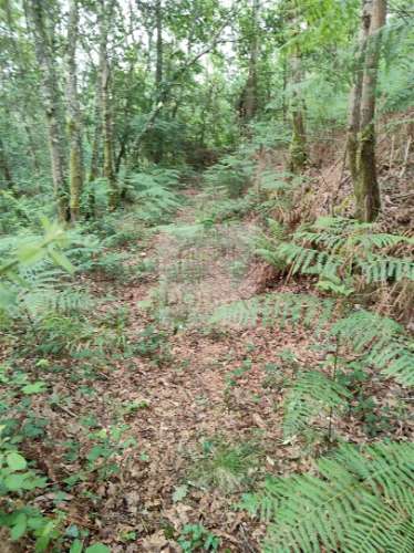Terreno  Venda em Antas,Esposende