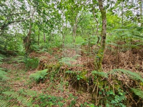 Terreno  Venda em Antas,Esposende