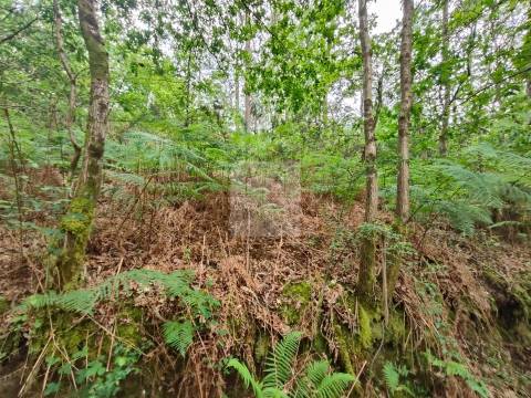 Terreno  Venda em Antas,Esposende