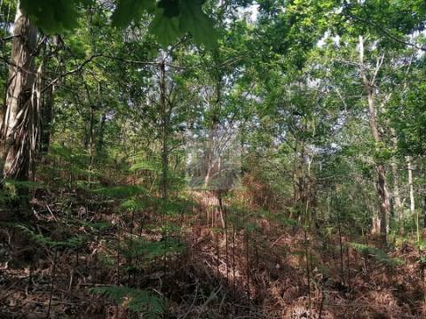 Terreno  Venda em Antas,Esposende