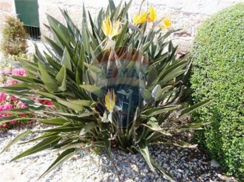 Quinta T6 para venda