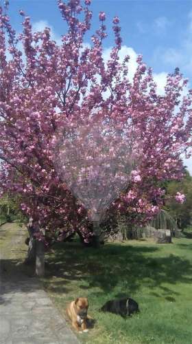 Quinta T5 para venda