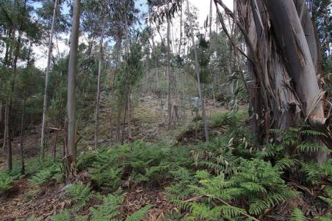 Quinta T2 para venda