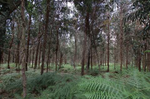 Quinta T2 para venda