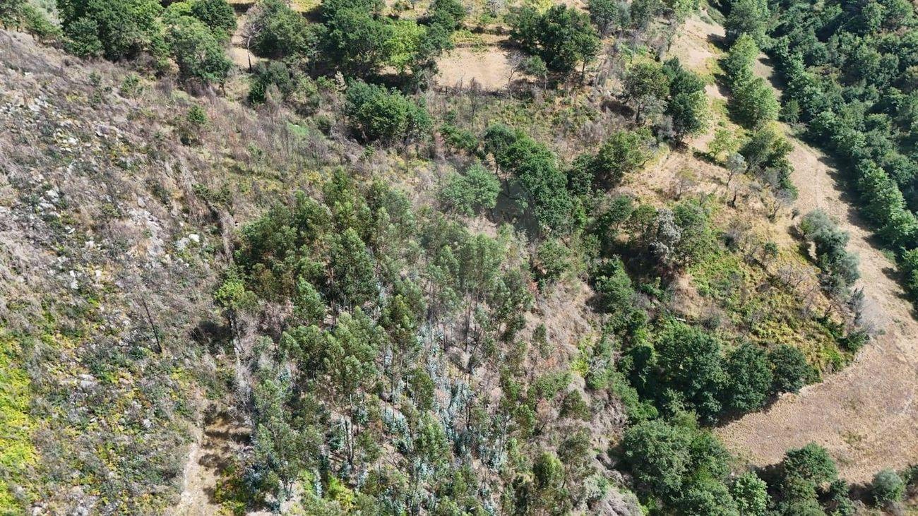 Terreno  para venda