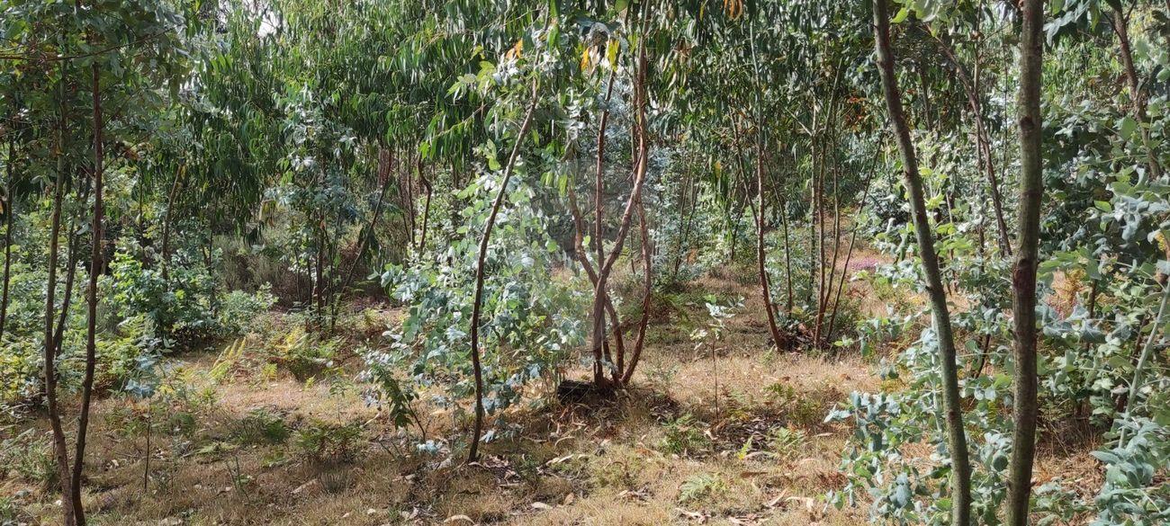 Terreno  para venda