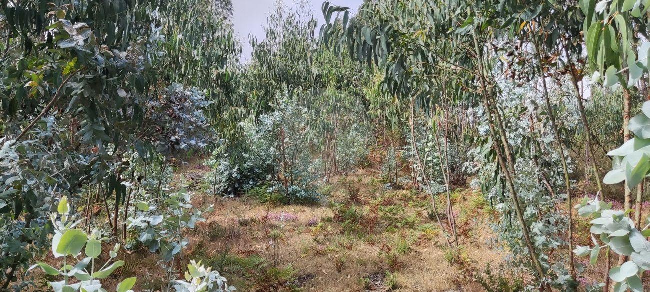 Terreno  para venda
