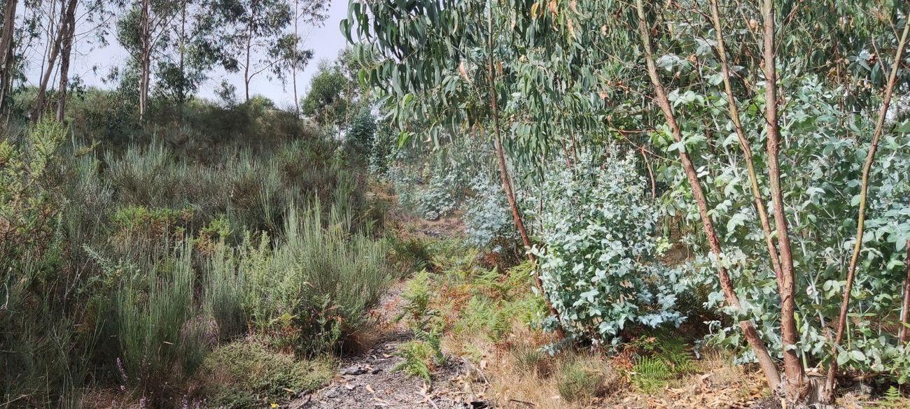 Terreno  para venda