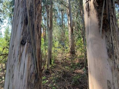 Moradia T3 para venda