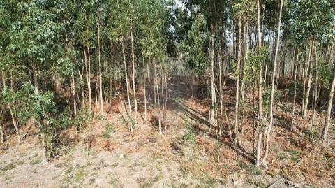 Terreno  para venda