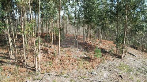 Terreno  para venda