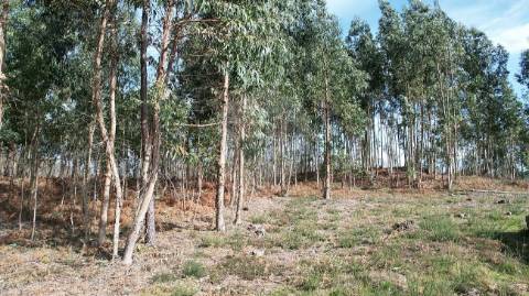 Terreno  para venda