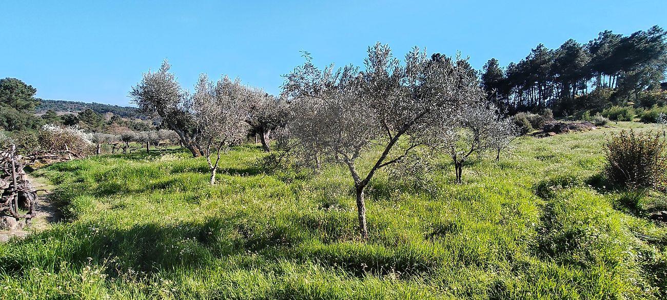 Terreno  para venda