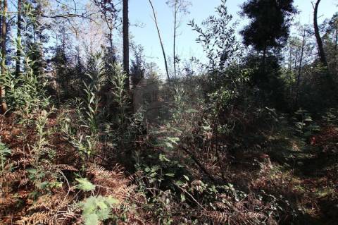 Terreno  para venda