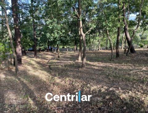 Terreno Misto  Venda em Mangualde, Mesquitela e Cunha Alta,Mangualde