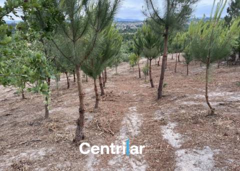 Terreno Misto  Venda em Mangualde, Mesquitela e Cunha Alta,Mangualde