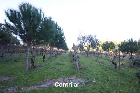 Terreno agrícola de 5 hectares com água e bons acessos