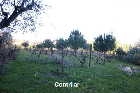 Terreno agrícola de 5 hectares com água e bons acessos