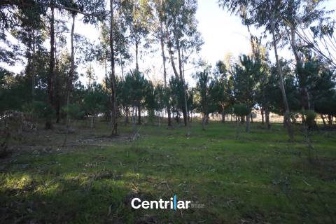 Terreno agrícola de 5 hectares com água e bons acessos