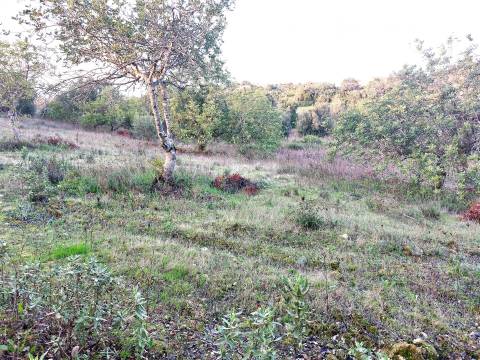 Terreno Rústico com Vistas campo – 10.800m2