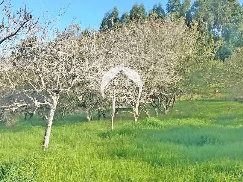 Quinta Agrícola, Terreno em São Jorge