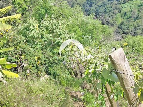 Terreno Rústico para construir, junto à Laurisilva