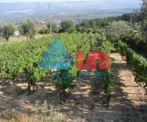 Terreno Rústico  Venda em Santiago de Cassurrães e Póvoa de Cervães,Mangualde