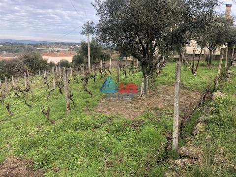 Terreno Para Construção  Venda em Mangualde, Mesquitela e Cunha Alta,Mangualde
