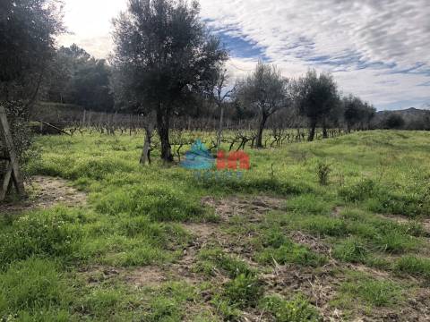 Terreno Para Construção  Venda em Mangualde, Mesquitela e Cunha Alta,Mangualde