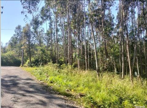 Terreno  Venda em Pinheiro da Bemposta, Travanca e Palmaz,Oliveira de Azeméis