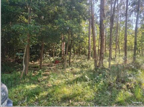 Terreno  Venda em Pinheiro da Bemposta, Travanca e Palmaz,Oliveira de Azeméis